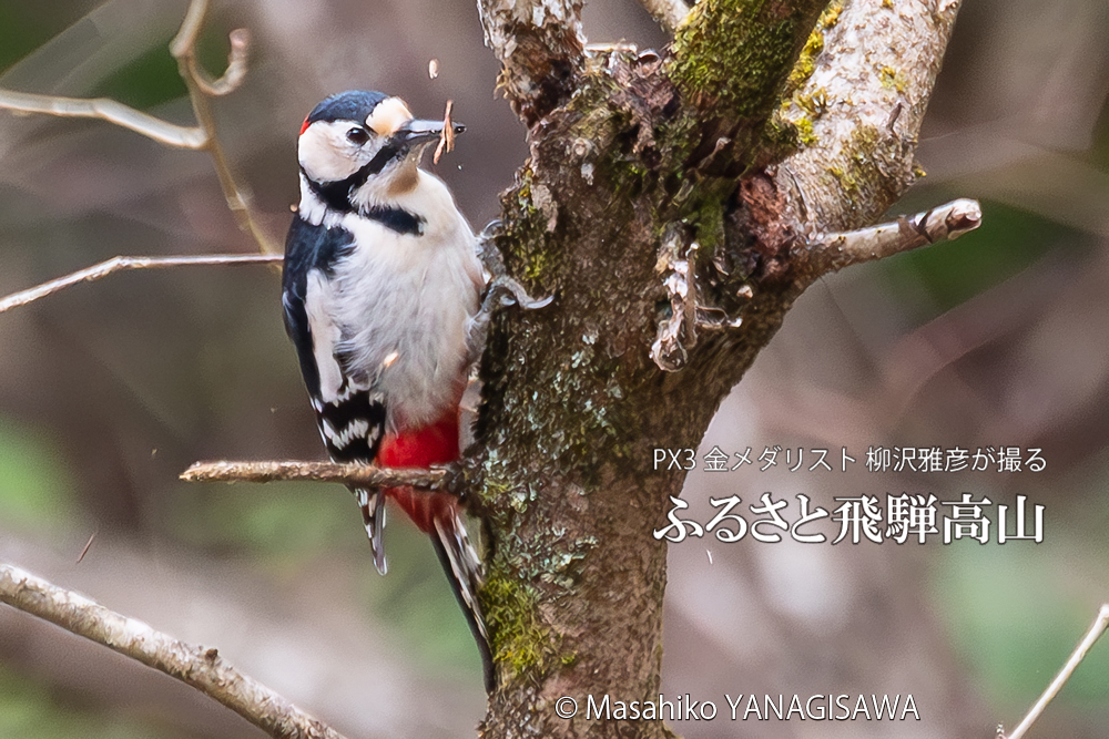 飛騨高山に棲むアカゲラの写真。撮影・柳沢雅彦