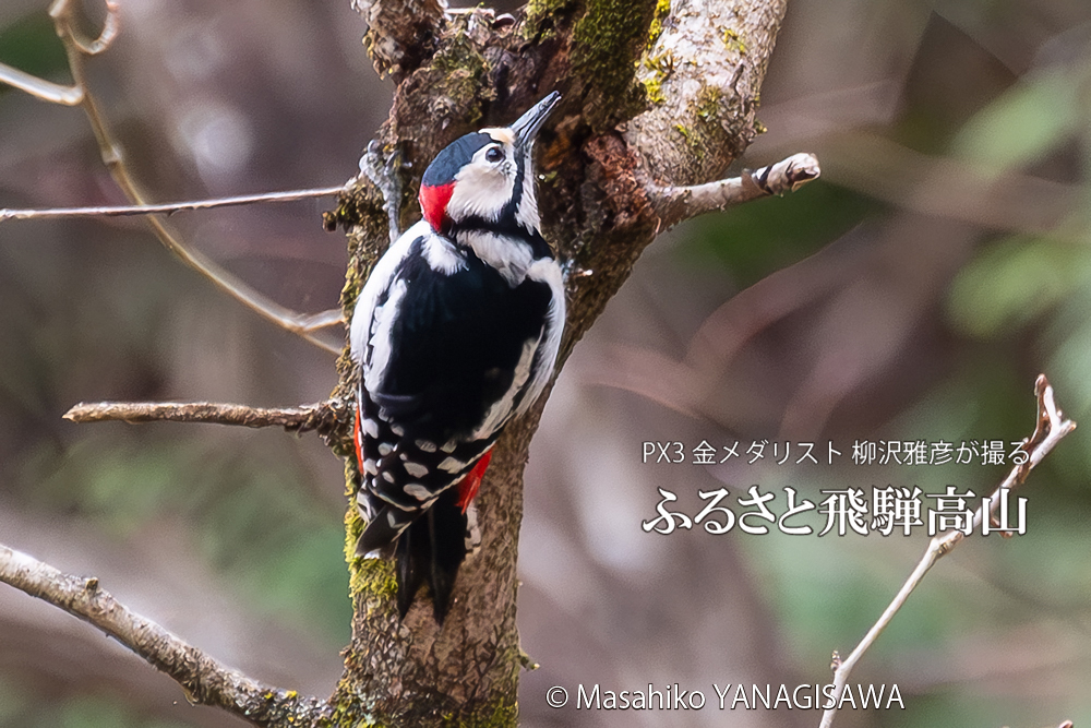 飛騨高山に棲むアカゲラの写真。撮影・柳沢雅彦