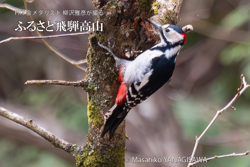 飛騨高山に棲むアカゲラの写真。撮影・柳沢雅彦