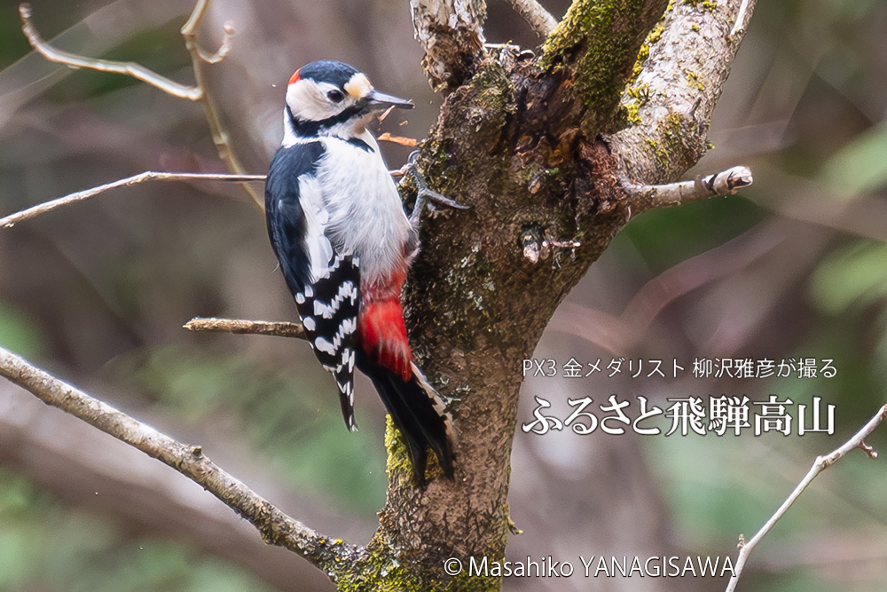 飛騨高山に棲むアカゲラの写真。撮影・柳沢雅彦