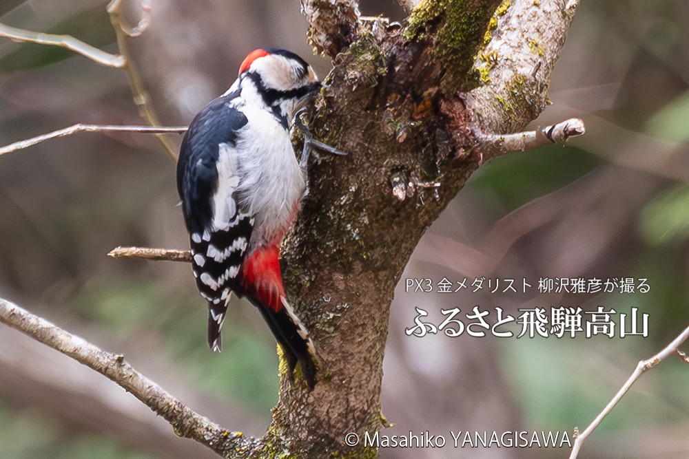飛騨高山に棲むアカゲラの写真。撮影・柳沢雅彦
