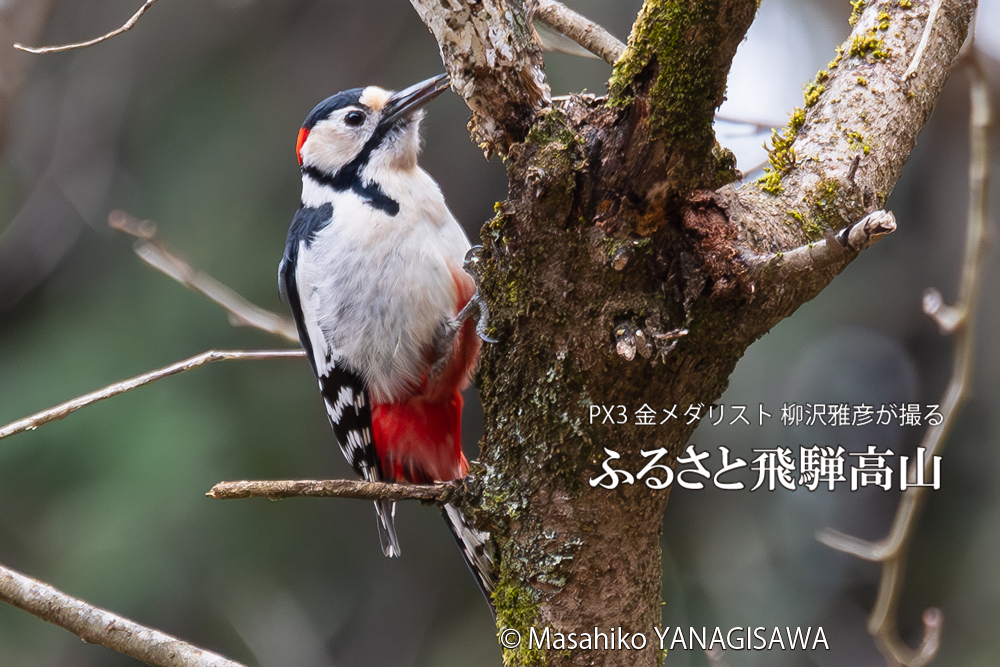 飛騨高山に棲むアカゲラの写真。撮影・柳沢雅彦