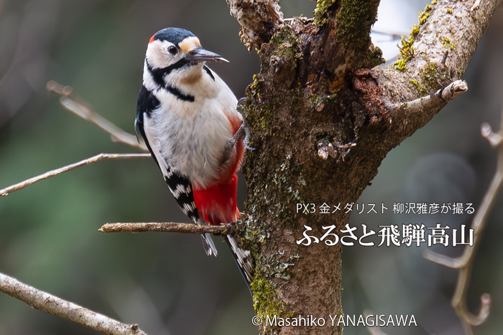 飛騨高山に棲むアカゲラの写真。撮影・柳沢雅彦