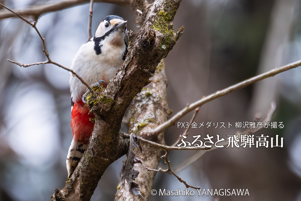 飛騨高山に棲むアカゲラの写真。撮影・柳沢雅彦