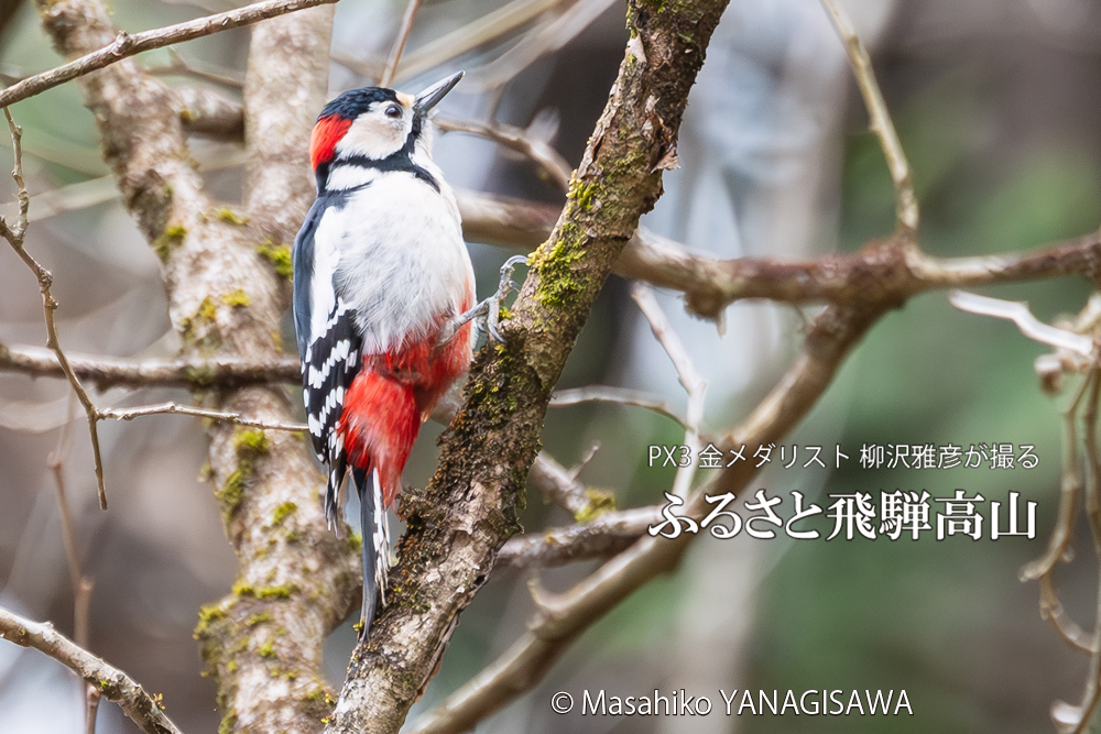 飛騨高山に棲むアカゲラの写真。撮影・柳沢雅彦