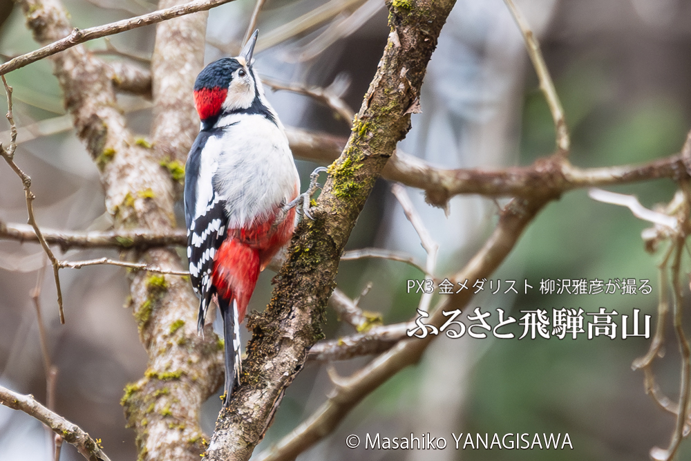 飛騨高山に棲むアカゲラの写真。撮影・柳沢雅彦