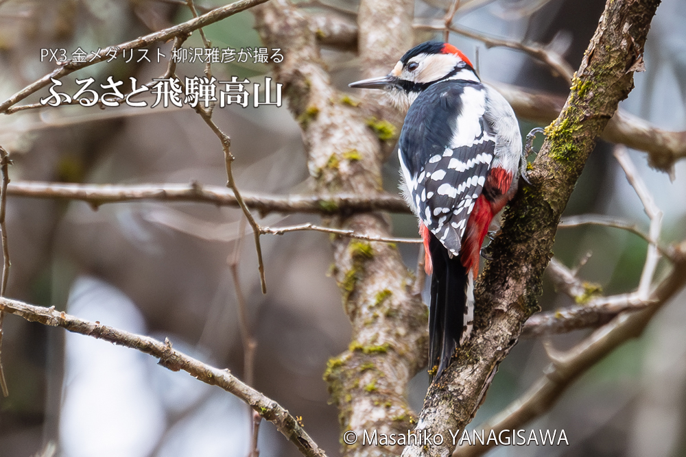 飛騨高山に棲むアカゲラの写真。撮影・柳沢雅彦