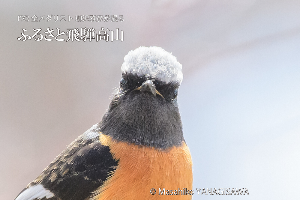 飛騨高山に棲むジョウビタキ雄の写真。撮影・柳沢雅彦