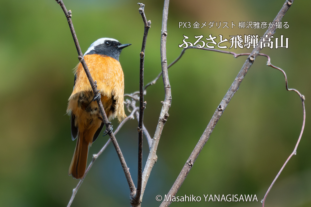 飛騨高山に棲むジョウビタキ雄の写真。撮影・柳沢雅彦