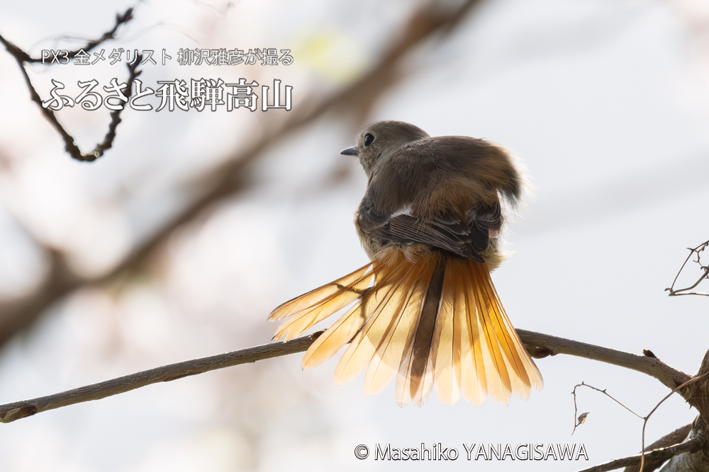 飛騨高山に棲むジョウビタキ雌の写真。撮影・柳沢雅彦
