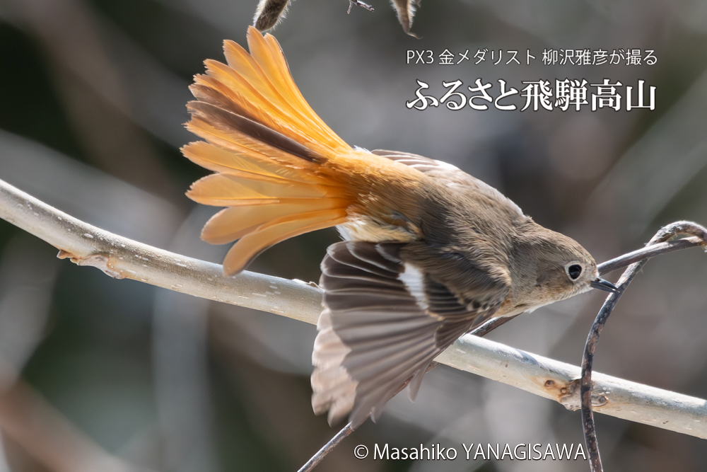 飛騨高山に棲むジョウビタキ雌の写真。撮影・柳沢雅彦