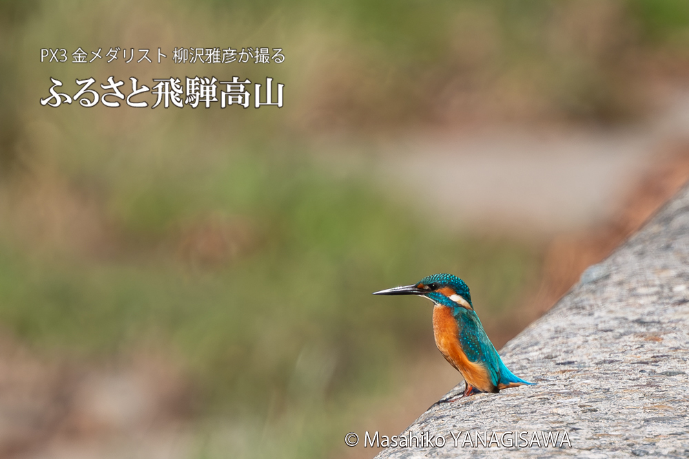 飛騨高山に棲むカワセミの写真。撮影・柳沢雅彦