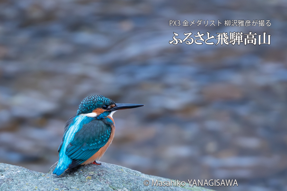 飛騨高山に棲むカワセミの写真。撮影・柳沢雅彦