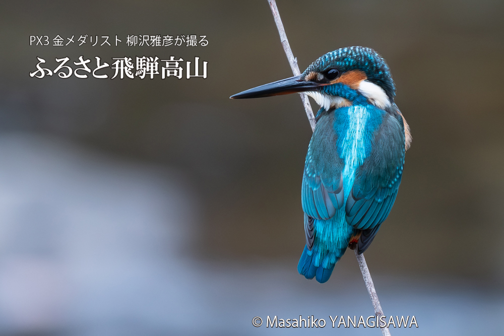 飛騨高山に棲むカワセミの写真。撮影・柳沢雅彦