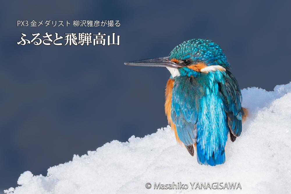 飛騨高山に棲むカワセミの写真。撮影・柳沢雅彦