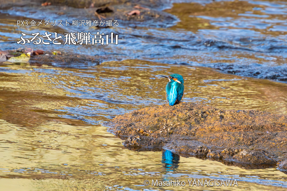 飛騨高山に棲むカワセミの写真。撮影・柳沢雅彦