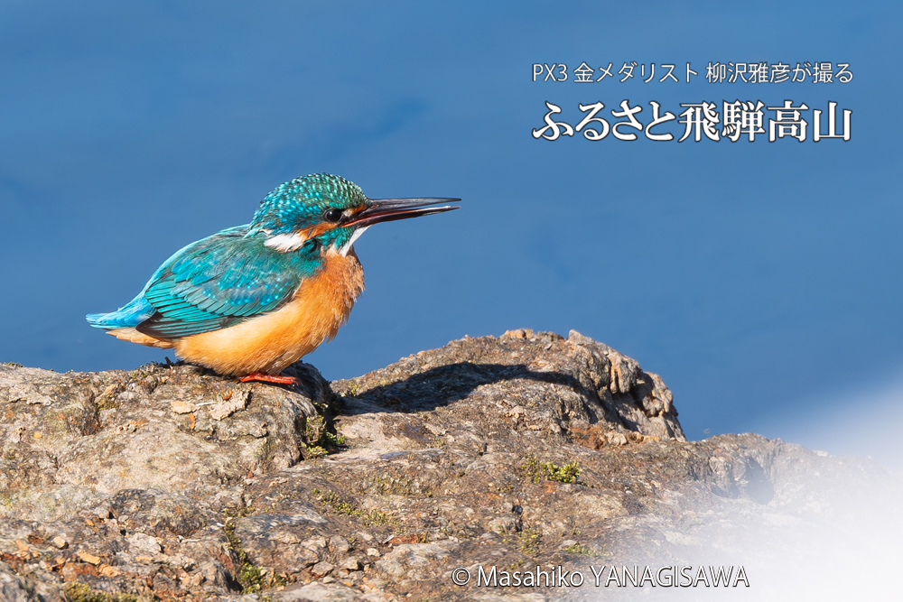 飛騨高山に棲むカワセミの写真。撮影・柳沢雅彦