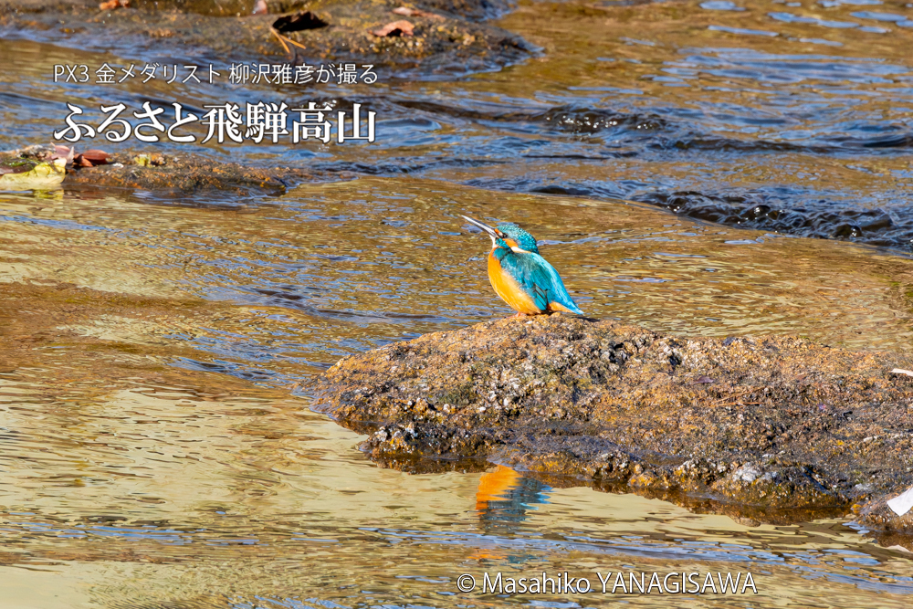 飛騨高山に棲むカワセミの写真。撮影・柳沢雅彦