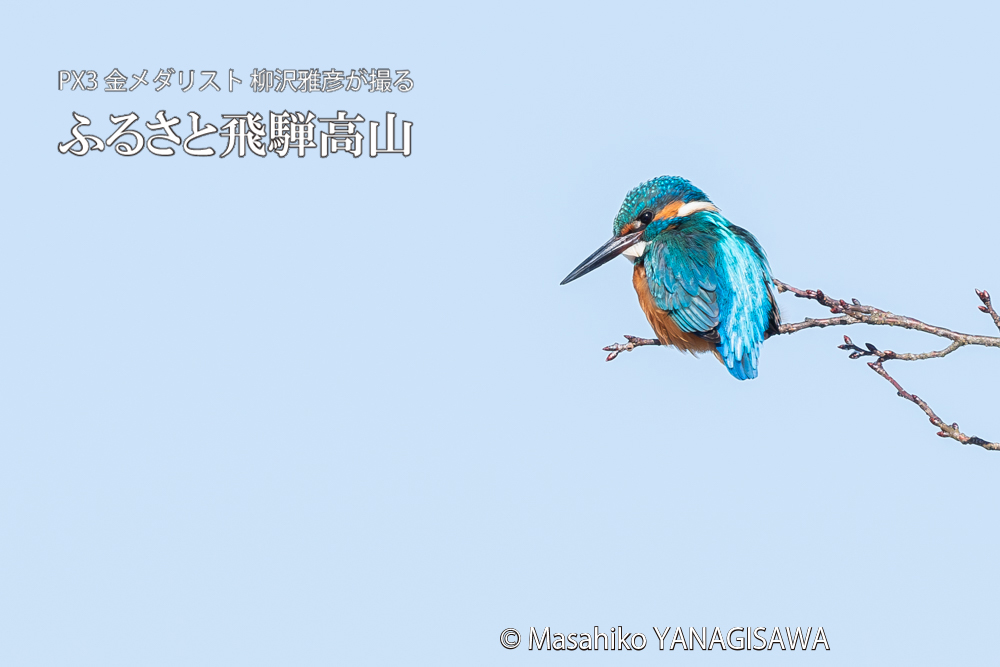 飛騨高山に棲むカワセミの写真。撮影・柳沢雅彦