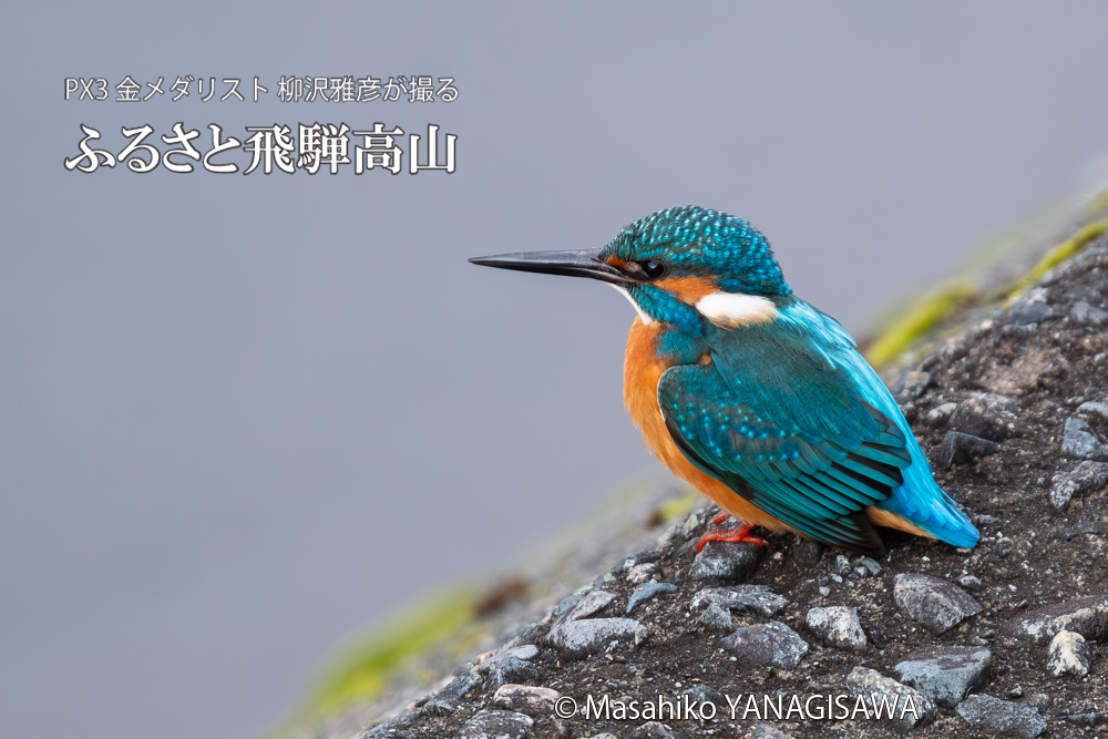 飛騨高山に棲むカワセミの写真。撮影・柳沢雅彦