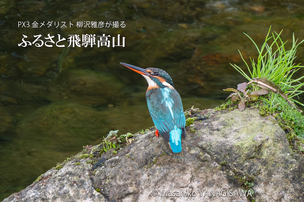 飛騨高山に棲むカワセミの写真。撮影・柳沢雅彦
