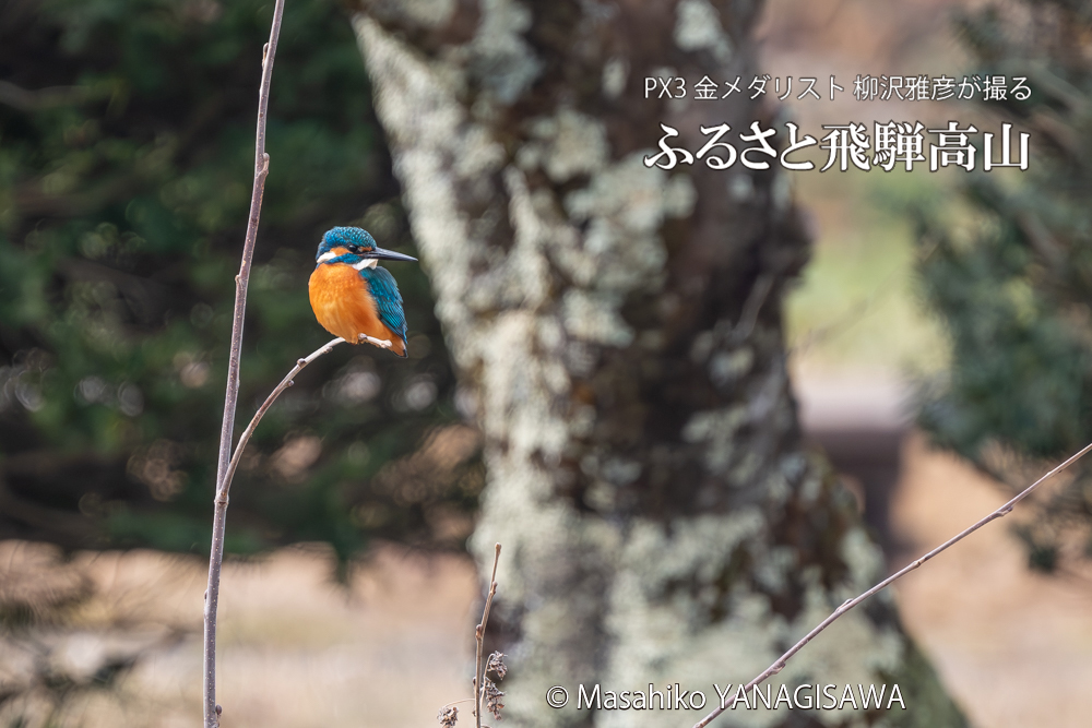 飛騨高山に棲むカワセミの写真。撮影・柳沢雅彦