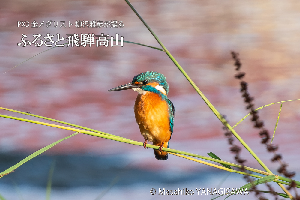 飛騨高山に棲むカワセミの写真。撮影・柳沢雅彦