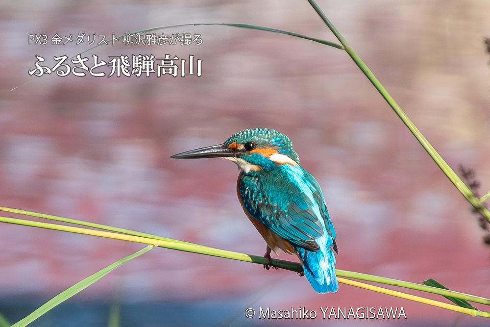 飛騨高山に棲むカワセミの写真。撮影・柳沢雅彦