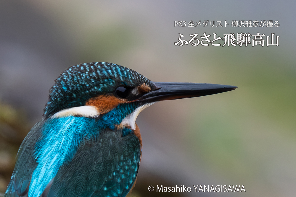 飛騨高山に棲むカワセミの写真。撮影・柳沢雅彦