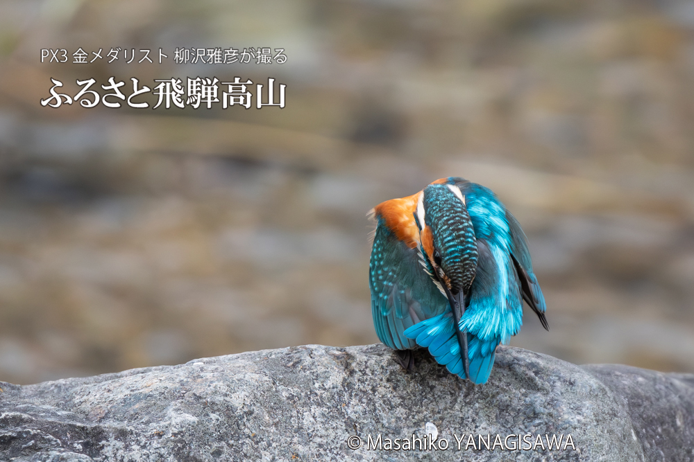 飛騨高山に棲むカワセミの写真。撮影・柳沢雅彦