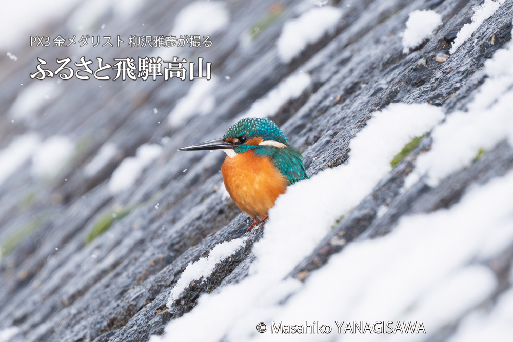 飛騨高山に棲むカワセミの写真。撮影・柳沢雅彦