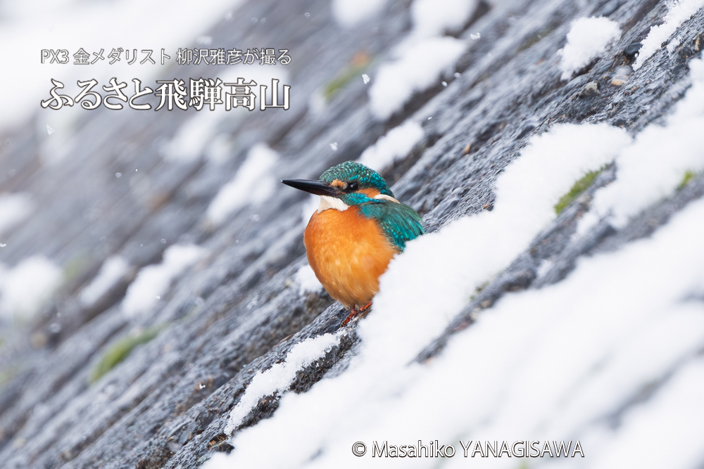 飛騨高山に棲むカワセミの写真。撮影・柳沢雅彦