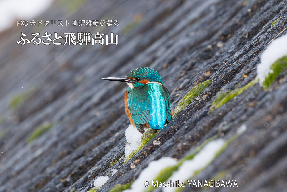 飛騨高山に棲むカワセミの写真。撮影・柳沢雅彦