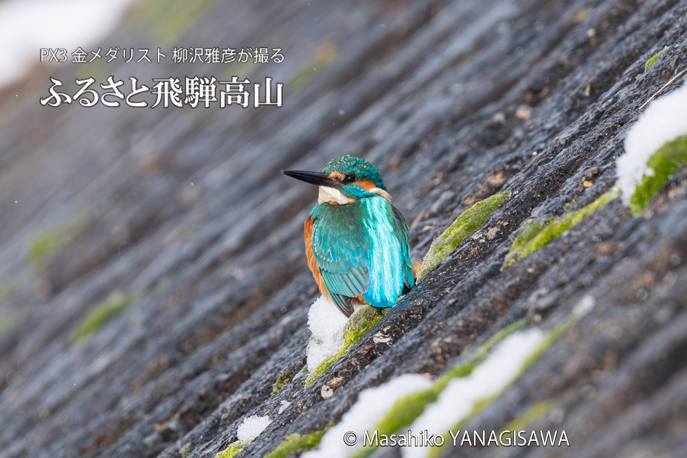 飛騨高山に棲むカワセミの写真。撮影・柳沢雅彦
