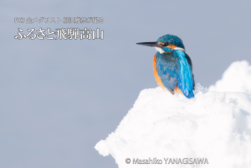 飛騨高山に棲むカワセミの写真。撮影・柳沢雅彦
