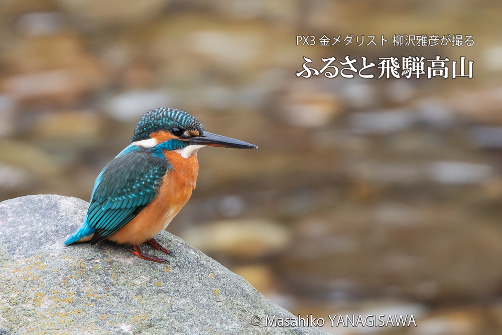 飛騨高山に棲むカワセミの写真。撮影・柳沢雅彦