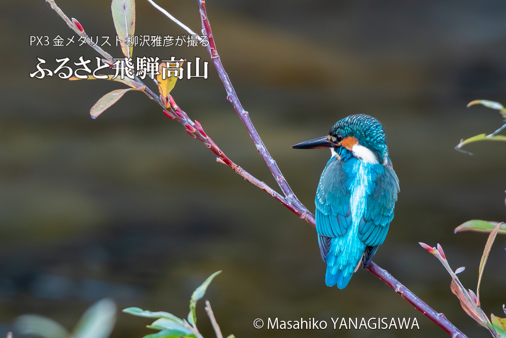 飛騨高山に棲むカワセミの写真。撮影・柳沢雅彦