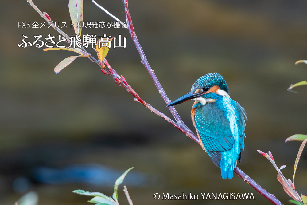 飛騨高山に棲むカワセミの写真。撮影・柳沢雅彦