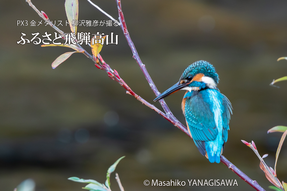 飛騨高山に棲むカワセミの写真。撮影・柳沢雅彦