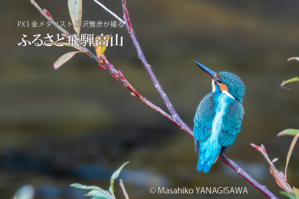 飛騨高山に棲むカワセミの写真。撮影・柳沢雅彦