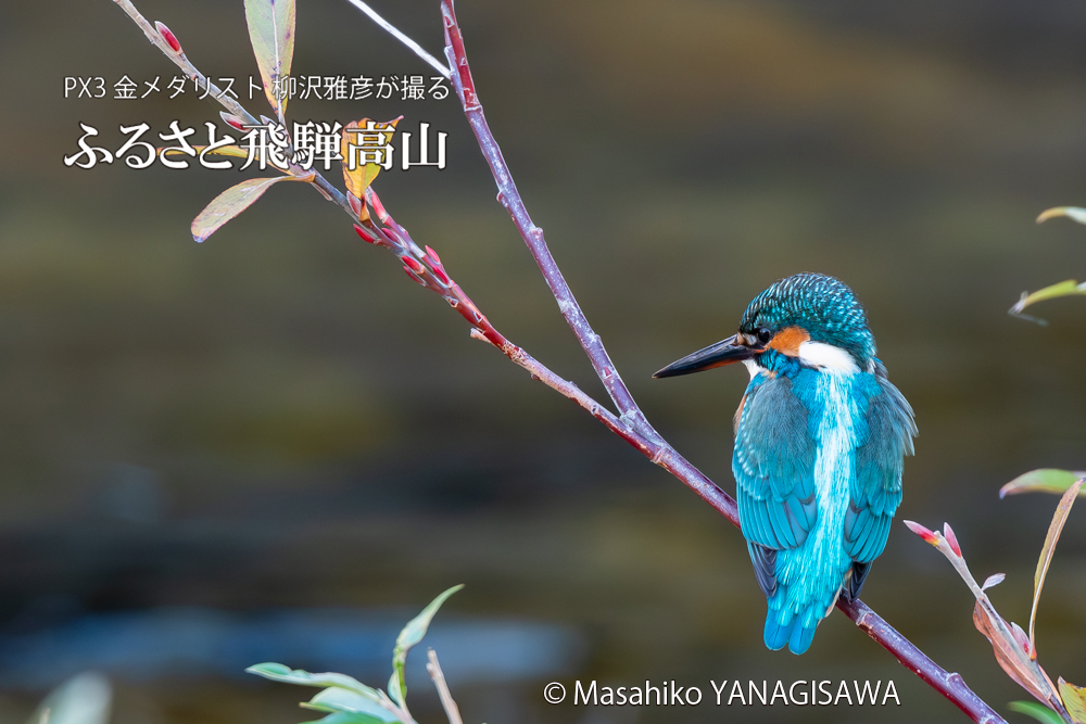 飛騨高山に棲むカワセミの写真。撮影・柳沢雅彦