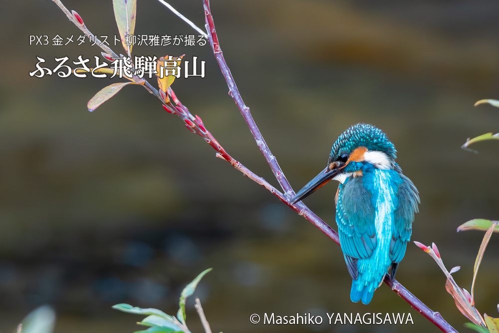 飛騨高山に棲むカワセミの写真。撮影・柳沢雅彦