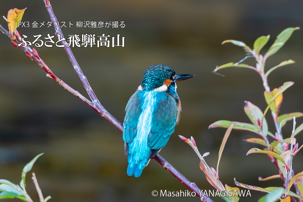飛騨高山に棲むカワセミの写真。撮影・柳沢雅彦