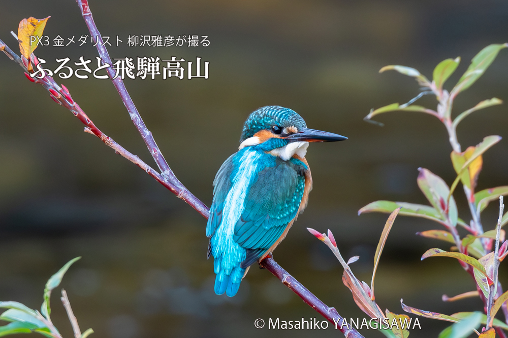 飛騨高山に棲むカワセミの写真。撮影・柳沢雅彦