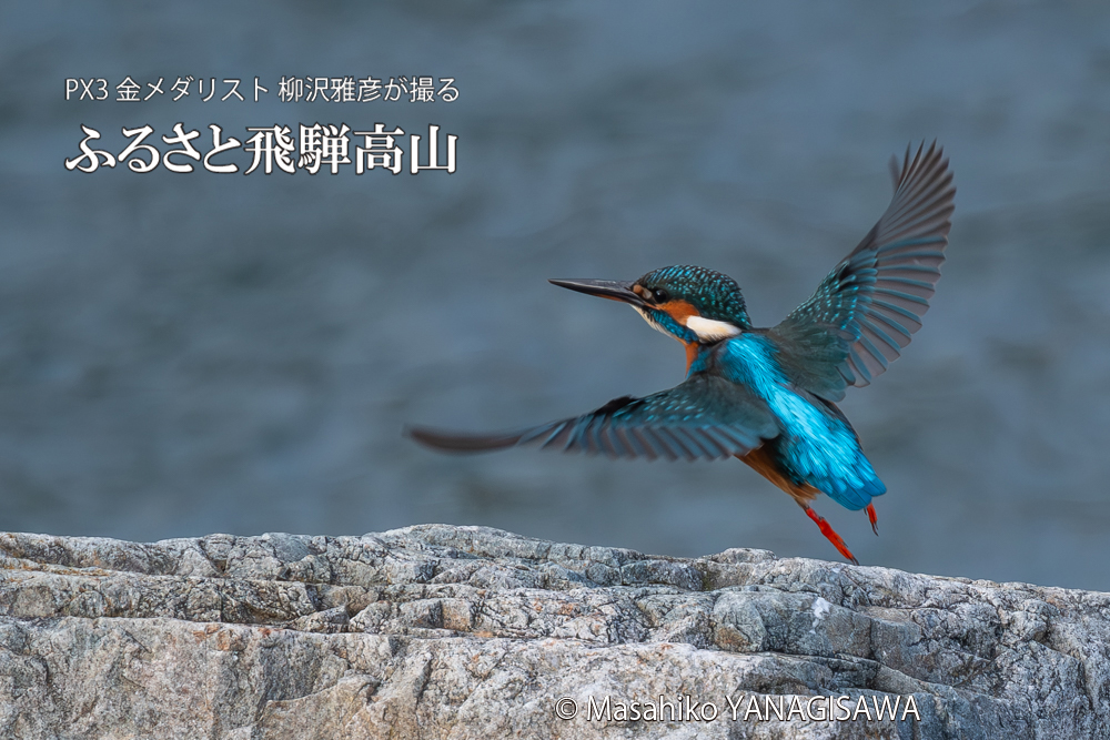 飛騨高山に棲むカワセミの写真。撮影・柳沢雅彦