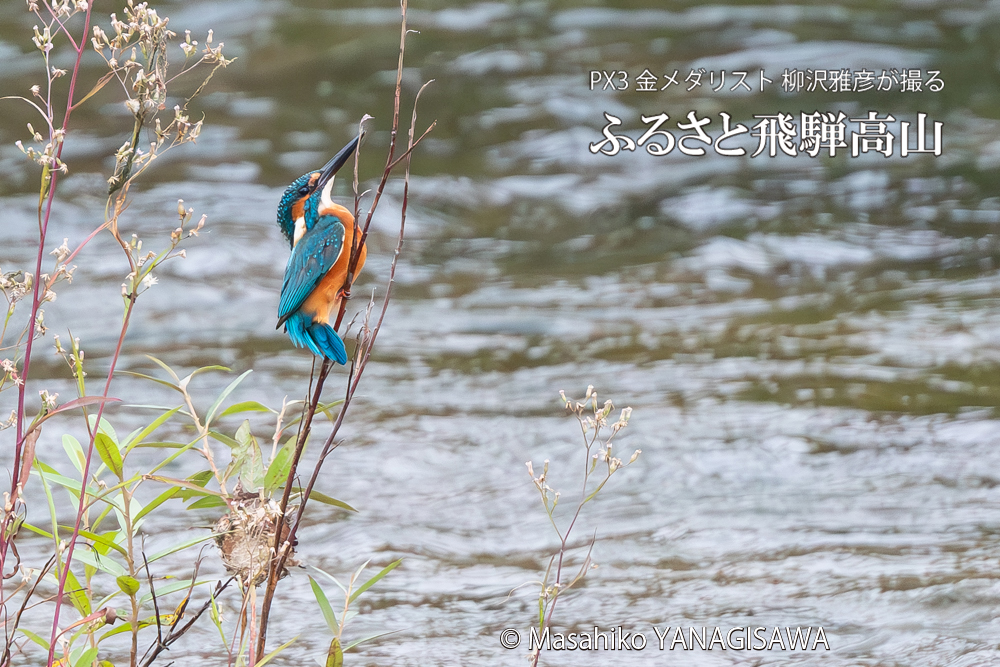 飛騨高山に棲むカワセミの写真。撮影・柳沢雅彦
