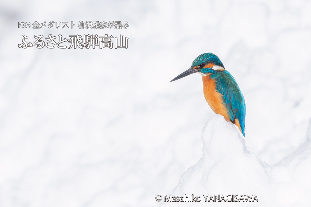 飛騨高山に棲むカワセミの写真。撮影・柳沢雅彦