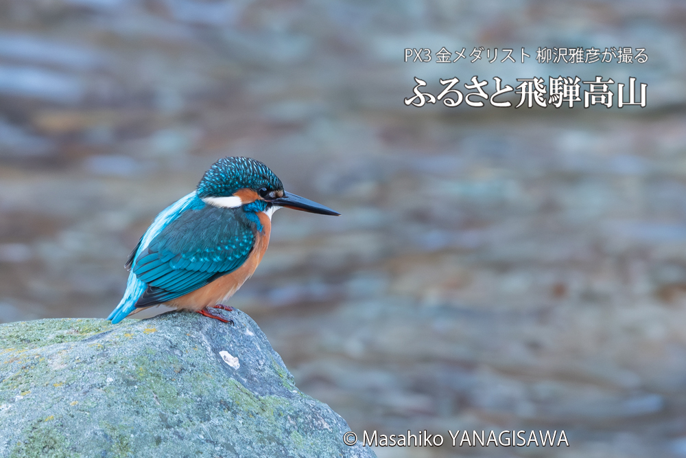 飛騨高山に棲むカワセミの写真。撮影・柳沢雅彦