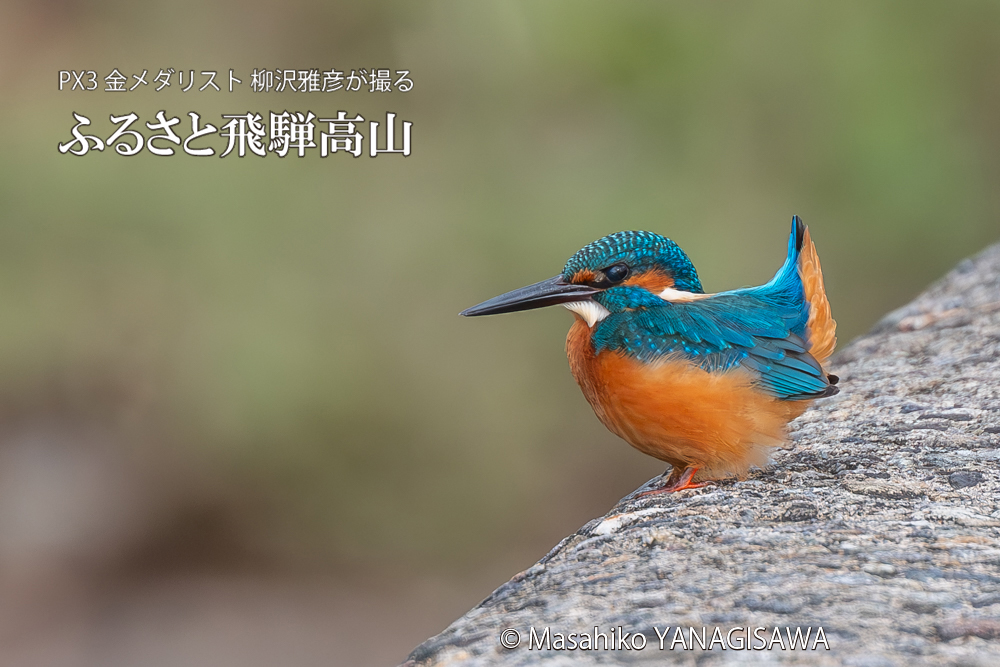 飛騨高山に棲むカワセミの写真。撮影・柳沢雅彦