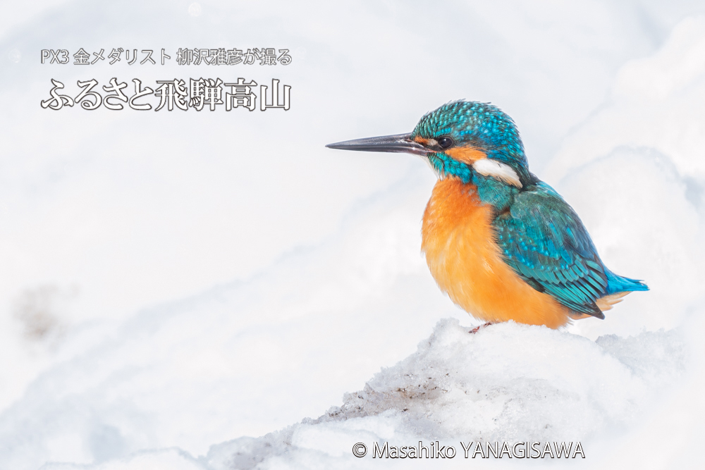 飛騨高山に棲むカワセミの写真。撮影・柳沢雅彦